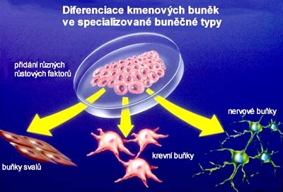 Ilustrace kmenových buněk s různými stupni diferenciace