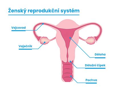 Schéma ženského reprodukčního systému s vyznačenými vaječníky a vejcovody