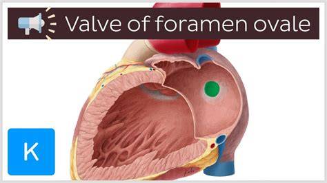Schéma foramen ovale a prenatální oběh