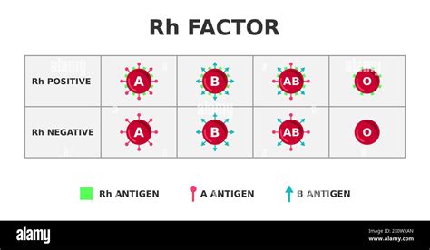 ilustrace znázorňující Rh faktor a jeho vliv na těhotenství
