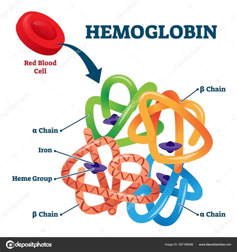 schéma stavby hemoglobinu a jeho typů