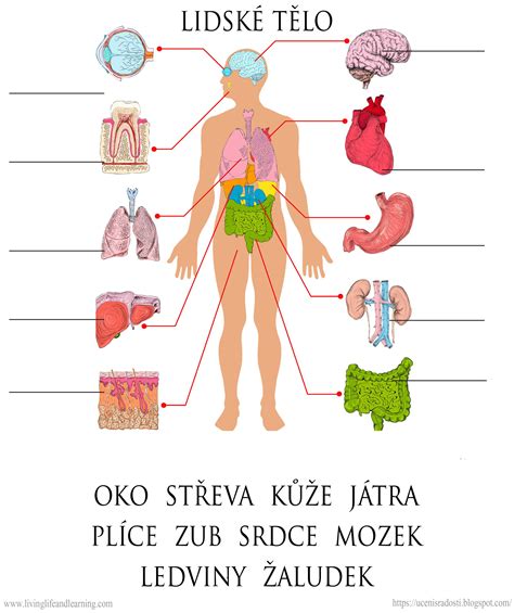 anatomický nákres ženského těla s vyznačenými změnami v těhotenství