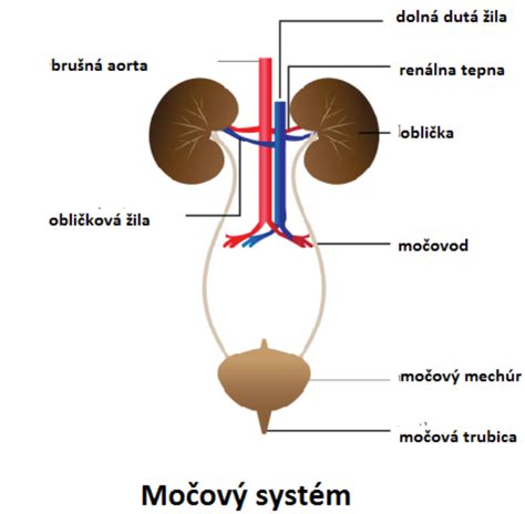 anatomie močového systému ženy