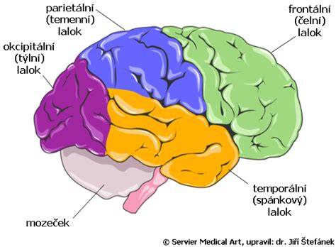 Obrázek: schematické znázornění telencephalonu, rozdělení na hemisféry a hlavní laloky
