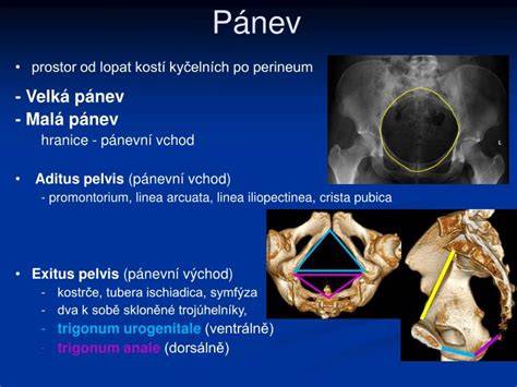 Obrázek anatomie pánve a umístění endometriózy