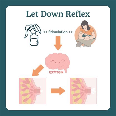 Infografika: Jak správně přiložit dítě ke kojení a identifikovat let-down reflex