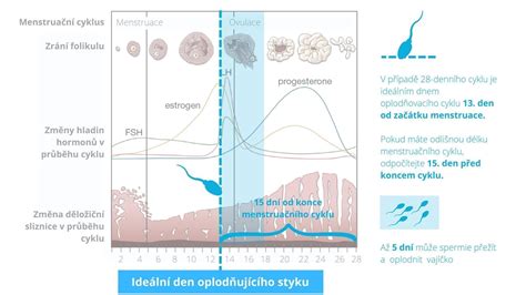 schéma menstruačního cyklu s vyznačením ovulace a plodných dnů