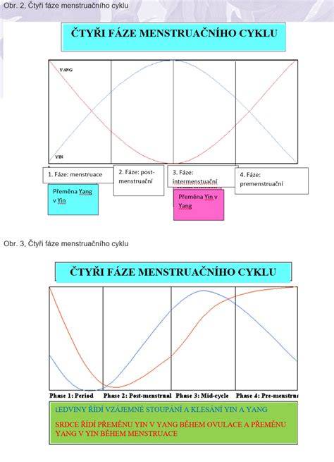 Infografika: Fáze menstruačního cyklu a vztah ovulace k plodným dnům