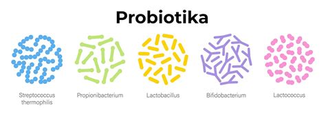 Graf: Jak probiotika mohou ovlivnit trávení dítěte