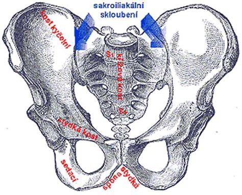Infografika anatomie stydké spony a sakroiliakálního kloubu
