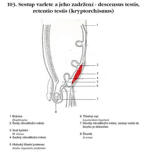 Implikace teploty na spermatogenezi a anatomie varlat v dutině břišní vs. šourek