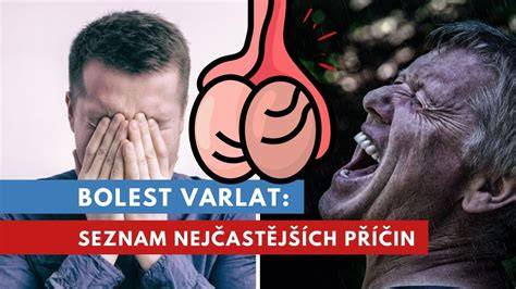 Schéma vývoje varlat a jejich sestupu do šourku během embryogeneze
