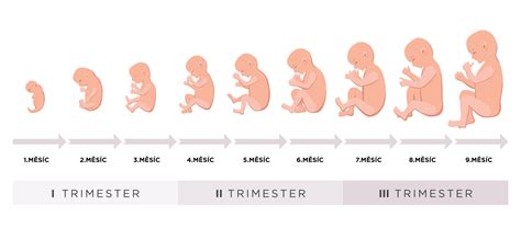 Grafické znázornění vývoje plodu v třetím trimestru těhotenství.