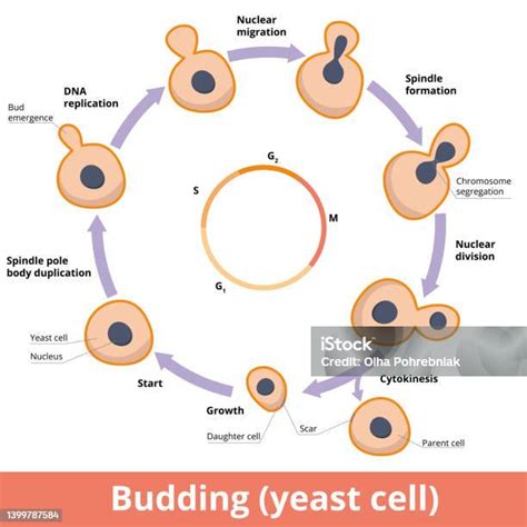 ilustrace kvasinek a bakterií v rovnováze