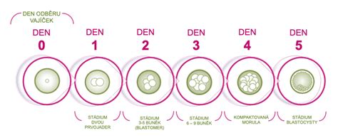mikroskopické záběry kultivace embryí