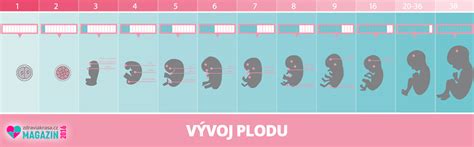 Infografika zobrazující vývoj plodu v prvním trimestru