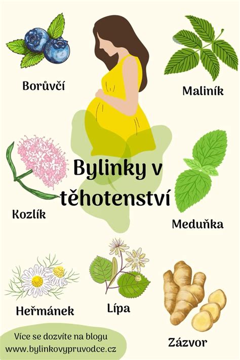 Infografika porovnávající bezpečné a nebezpečné bylinky v těhotenství
