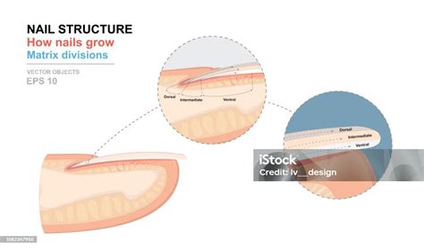 ilustrace miminka s jemnými nehty