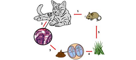 infografika znázorňující životní cyklus parazita Toxoplasma gondii