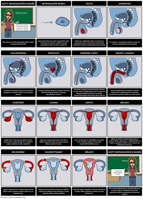 Infografika zobrazující různé typy a lokalizace endometriózy v ženském reprodukčním systému.
