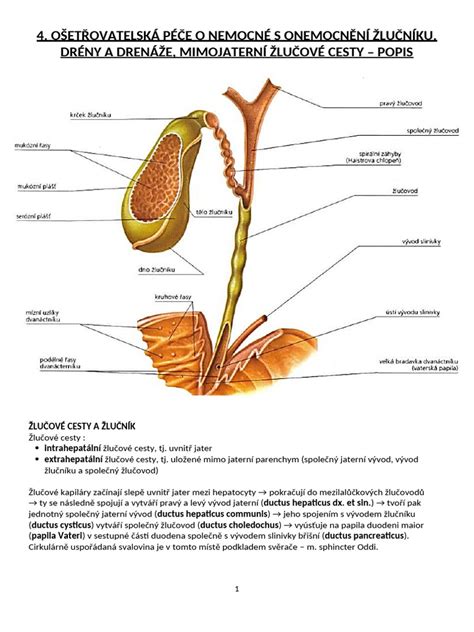 Infografika: anatomie prsu, cesty mléka a mechanismus vzniku zánětu