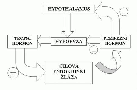 Schéma: Hormonální řízení ovulace