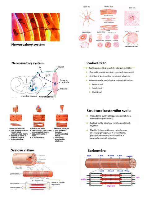 Infografika: Průřez sarkomerem a mechanismus kontrakce svalů