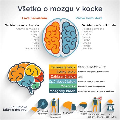 Infografika: Mozek dítěte - sovy, psa a vačice