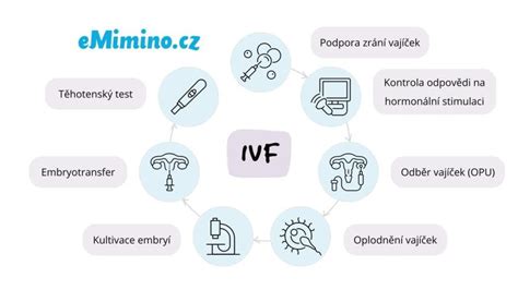 Infografika: Jak probíhá oplodnění, implantace a rané těhotenství