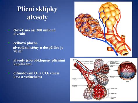 Schéma dýchacího systému kojence