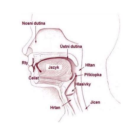 Ilustrace zánětu hrtanu (laryngitidy)