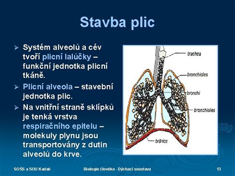 Mikroskopický snímek alveolů plic s hyalinními membránami