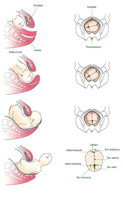 Infografika: Přehled analgesických metod při porodu, jejich mechanismus a účinnost