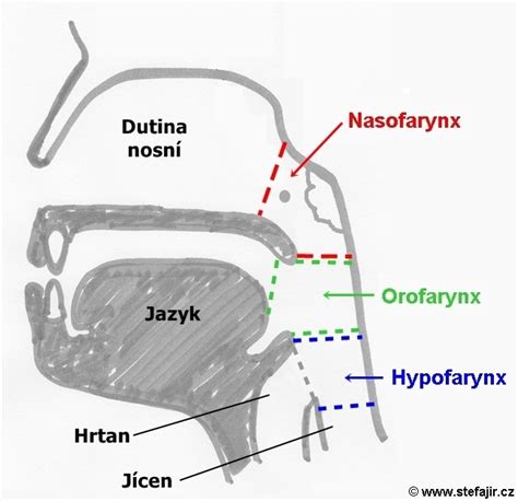 Schematické znázornění nosohltanu s detailním pohledem na nosní mandli a její polohu.