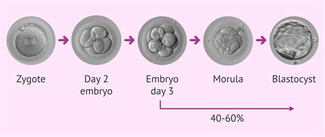 vizualizace procesu vzniku blastocysty z moruly s vyznačením embryoblastu a trofoblastu