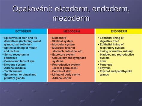schéma znázorňující tři zárodečné listy (ektoderm, mezoderm, endoderm) a jejich deriváty