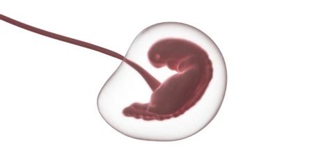 embryo ve 4. týdnu vývoje s viditelnými základy srdce a neurální trubice