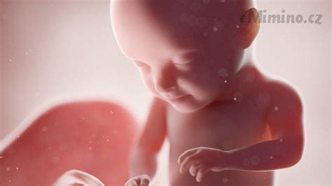 fetus ve třetím trimestru těhotenství