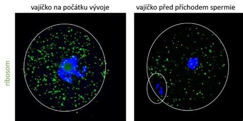 Mikroskopický snímek cervikálního hlenu v různých fázích cyklu, s důrazem na hlen typický pro ovulaci.