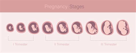 Infografika porovnávající vývojové fáze lidského embrya a plodu s jinými savci.