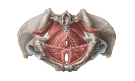 anatomie pánevního dna a jeho propojení s bránicí