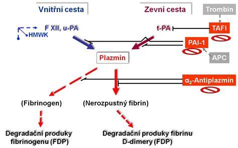 Infografika: fyziologie odlučování placenty a mechanismy hemostázy