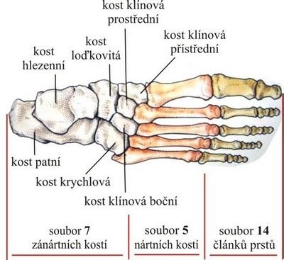 infografika porovnávající počet kostí u novorozence a dospělého