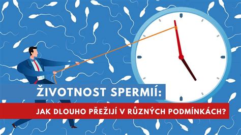 grafické znázornění životnosti spermií a vajíčka v ženském těle
