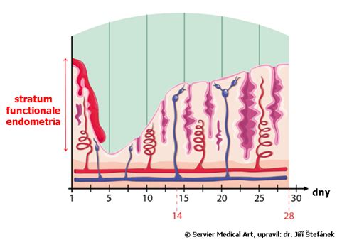grafické znázornění změn výšky děložní sliznice během menstruačního cyklu