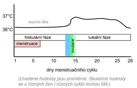 Infografika: signály ovulace a plodných dnů