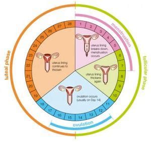 Diagram fáze menstruačního cyklu