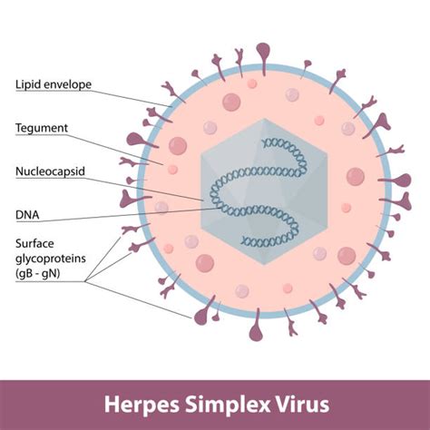 ilustrace znázorňující virus herpes