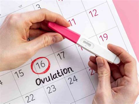 Infografika: Jak funguje ovulační test a lhůty pro čtení výsledků