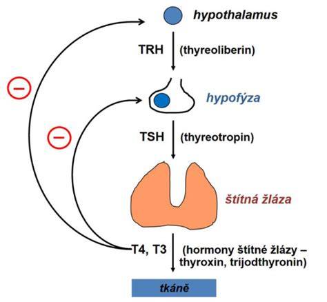 Schéma štítné žlázy a produkce hormonů T3/T4